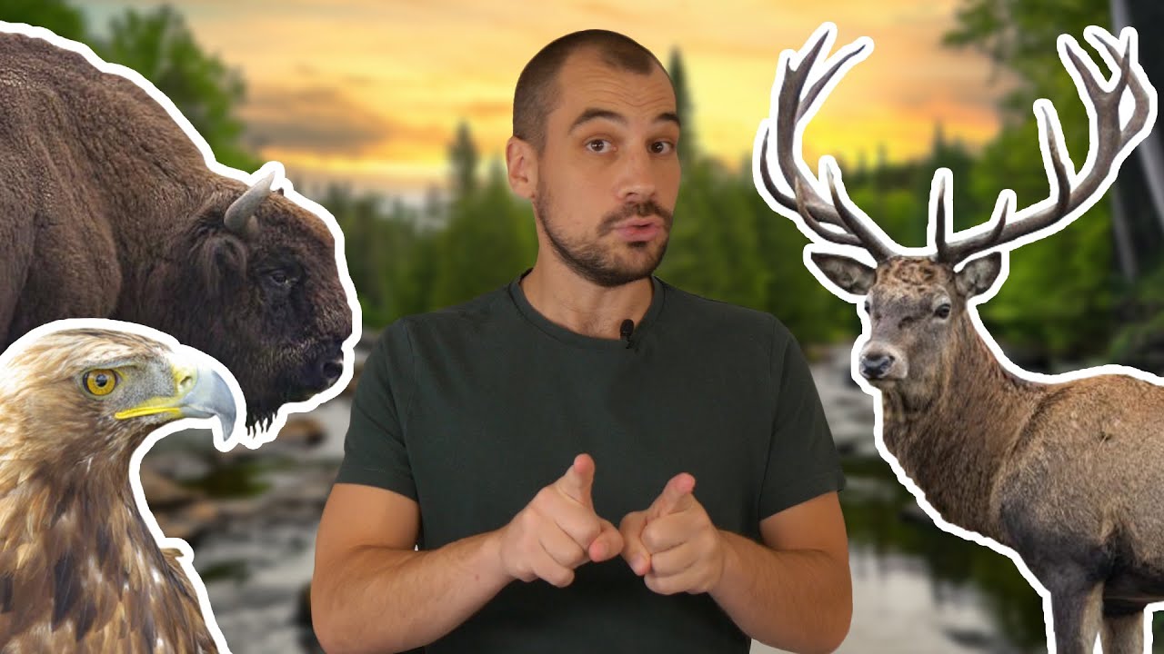 Il faut réensauvager l’Europe ! Wild Side #3